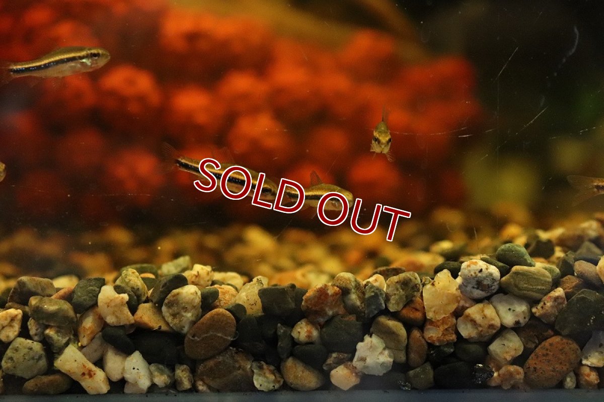 画像3: 【淡水魚】【通販】ついに入荷 ワイツマニーテトラ コロンビア産 ワイルド【１匹 サンプル画像】(珍カラ)(生体)(熱帯魚)NKCK (3)