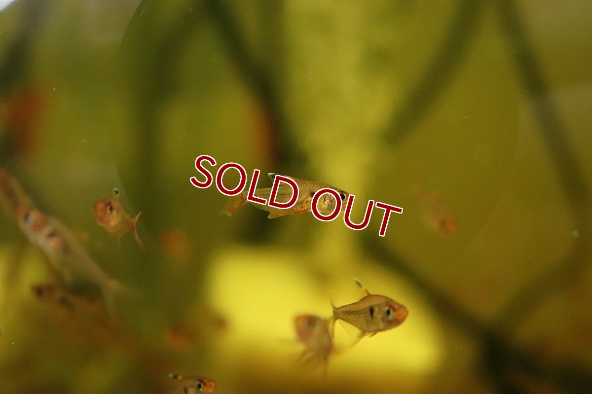 画像2: 【淡水魚】激安 超大特価 レッドファントムテトラ ワイルド【１匹 サンプル画像】(カラシン)(生体)(熱帯魚)NK (2)