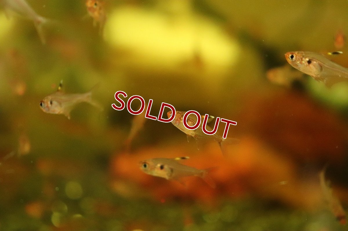 画像3: 【淡水魚】激安 超大特価 レッドファントムテトラ ワイルド【１匹 サンプル画像】(カラシン)(生体)(熱帯魚)NK (3)