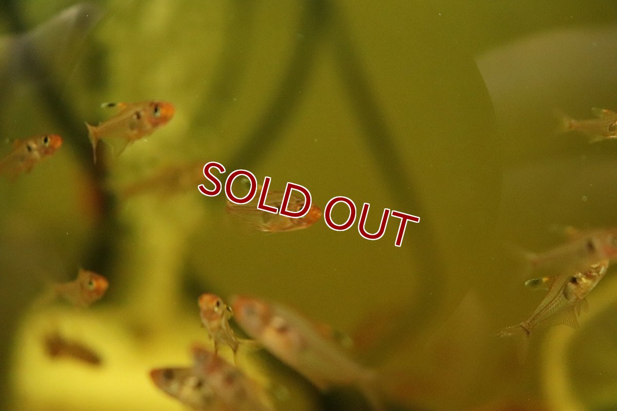 画像4: 【淡水魚】激安 超大特価 レッドファントムテトラ ワイルド【１匹 サンプル画像】(カラシン)(生体)(熱帯魚)NK (4)