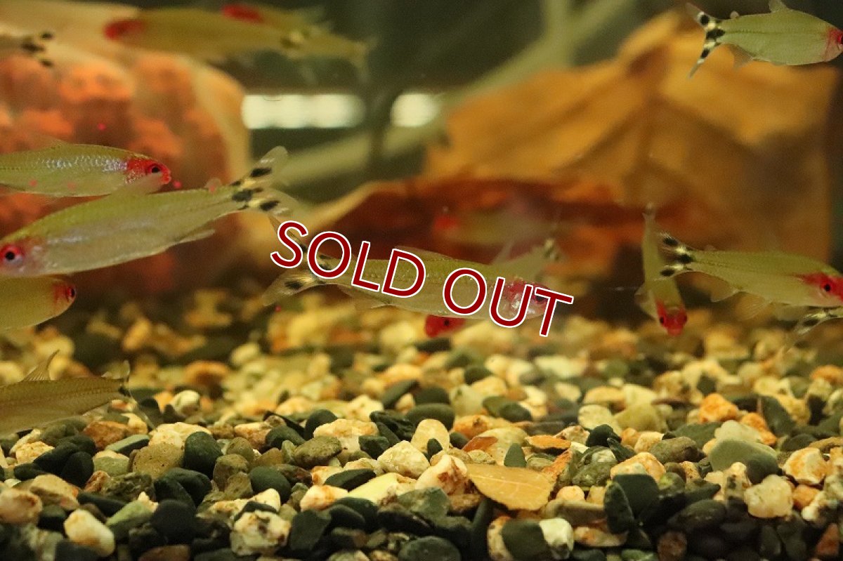 画像2: 【淡水魚】【通販】レア種 ブラジル便 ラミーノーズテトラ ネグロ産 ワイルド【１匹 サンプル画像】(珍カラ)(生体)(熱帯魚)NKCK (2)