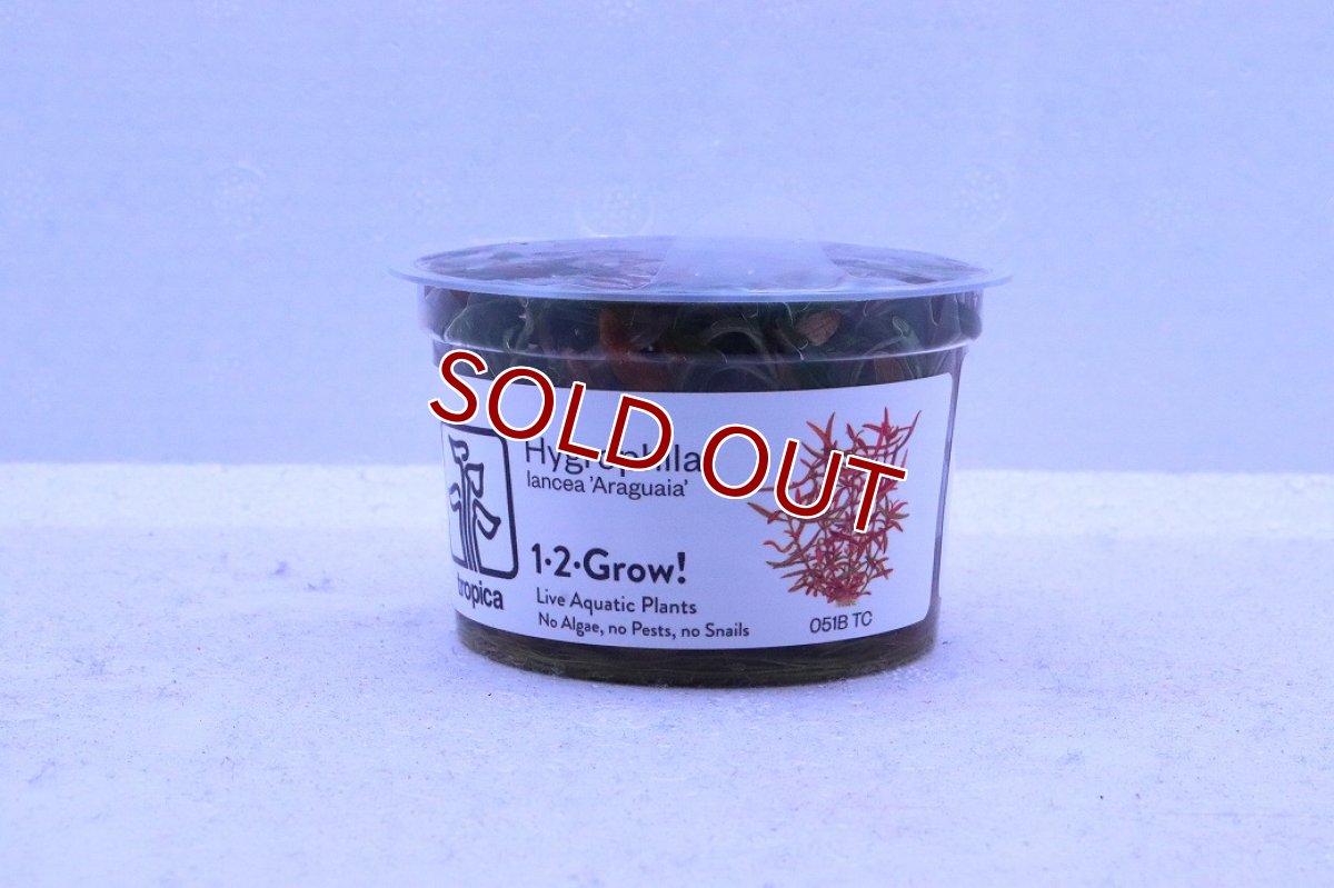 画像1: 【10%OFF対象商品30周年セール】【通販 水草】組織培養 ハイグロフィラ アラグアイア(無農薬)【1カップ サンプル画像】（前景草)（生体）（熱帯魚） (1)