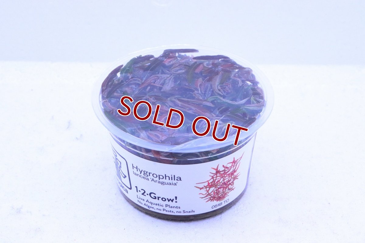 画像2: 【10%OFF対象商品30周年セール】【通販 水草】組織培養 ハイグロフィラ アラグアイア(無農薬)【1カップ サンプル画像】（前景草)（生体）（熱帯魚） (2)