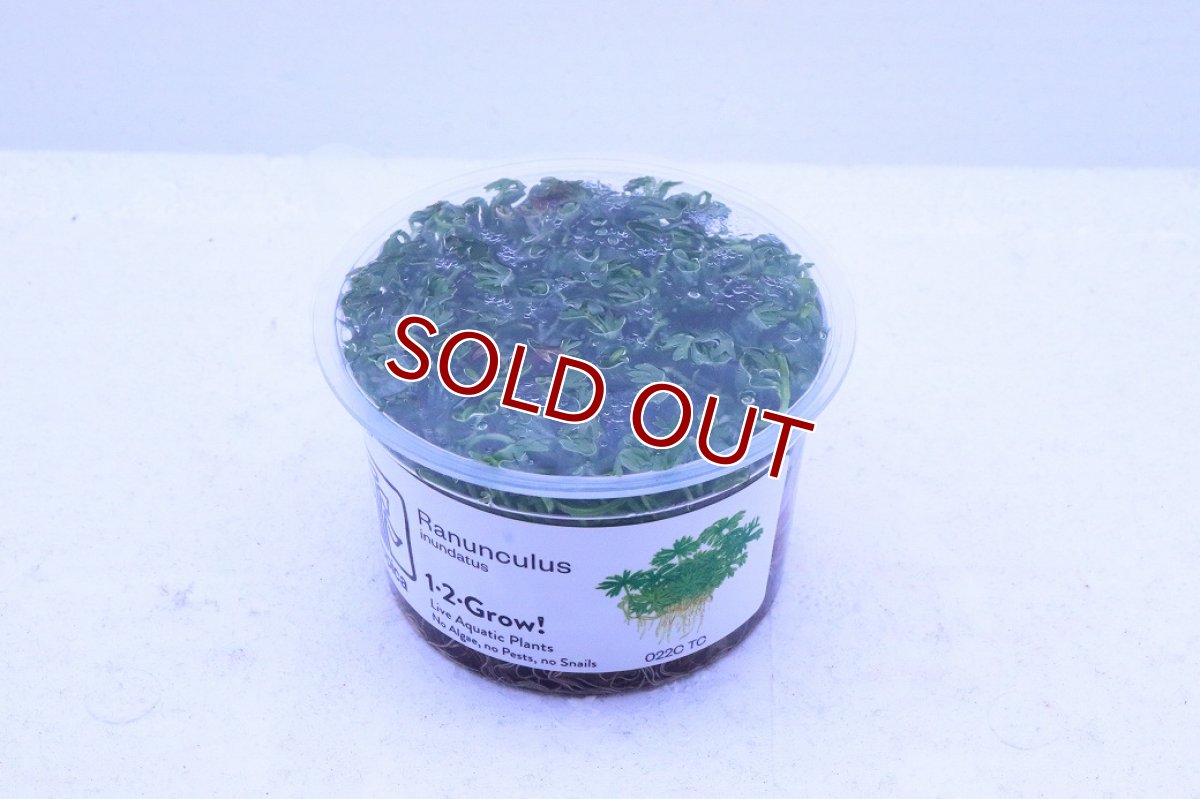 画像2: 【通販 水草】組織培養 ラヌンクルス イヌンダタス(無農薬)【1カップ サンプル画像】（中景草)（生体）（熱帯魚） (2)