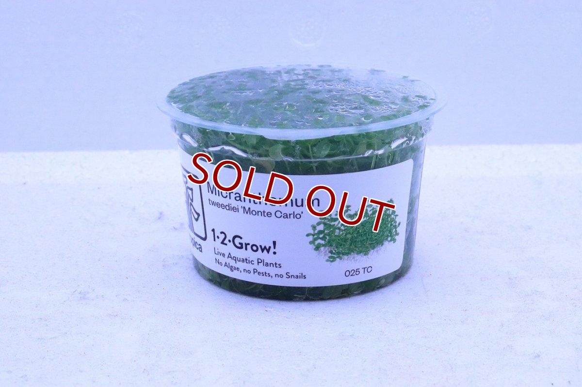 画像1: 【通販 水草】組織培養 ニューラージパールグラス(無農薬)【1カップ サンプル画像】（前景草)（生体）（熱帯魚） (1)