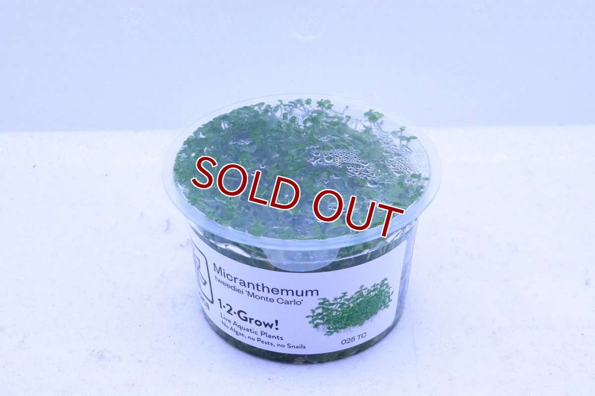 画像2: 【通販 水草】組織培養 ニューラージパールグラス(無農薬)【1カップ サンプル画像】（前景草)（生体）（熱帯魚） (2)