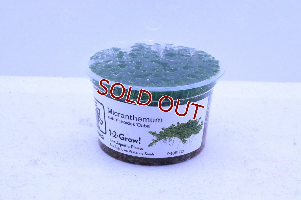 画像1: 【通販 水草】組織培養 キューバパールグラス(無農薬)【1カップ サンプル画像】（前景草)（生体）（熱帯魚） (1)