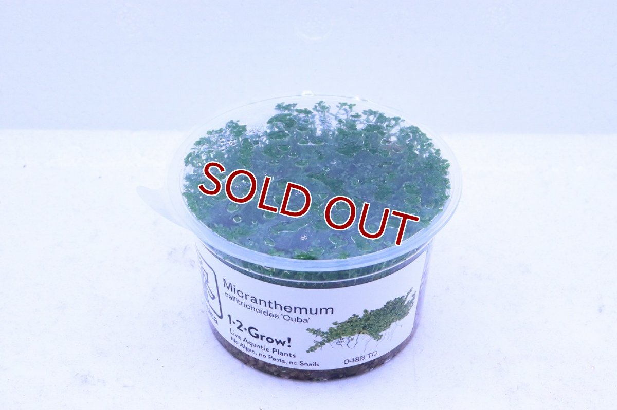 画像2: 【通販 水草】組織培養 キューバパールグラス(無農薬)【1カップ サンプル画像】（前景草)（生体）（熱帯魚） (2)