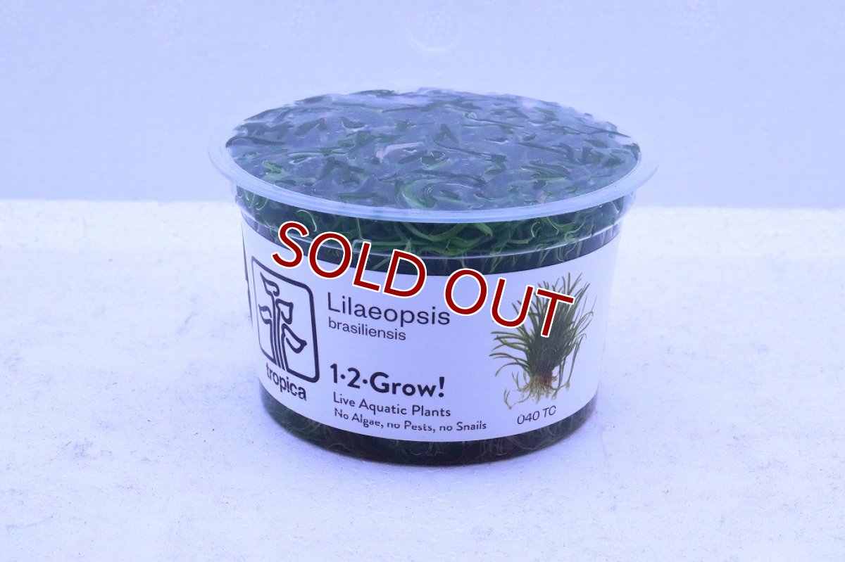 画像1: 【通販 水草】組織培養 コブラグラス(無農薬)【1カップ サンプル画像】（中景草)（生体）（熱帯魚） (1)