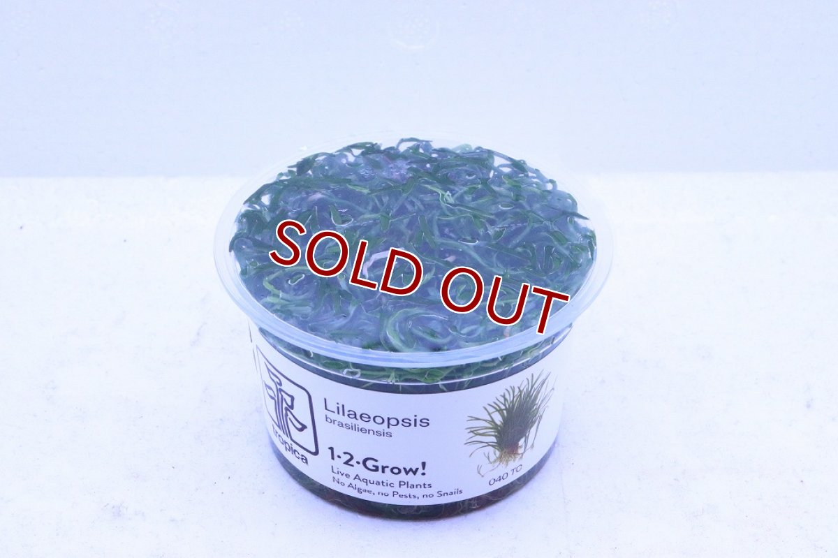 画像2: 【通販 水草】組織培養 コブラグラス(無農薬)【1カップ サンプル画像】（中景草)（生体）（熱帯魚） (2)