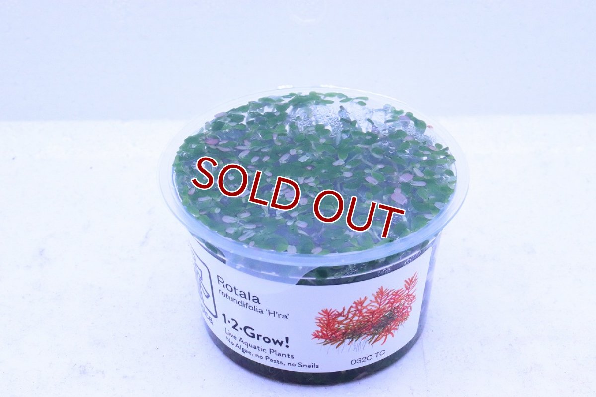 画像2: 【通販 水草】組織培養 ロタラ sp ベトナムハーラ(無農薬)【1カップ サンプル画像】（後景草)（生体）（熱帯魚） (2)