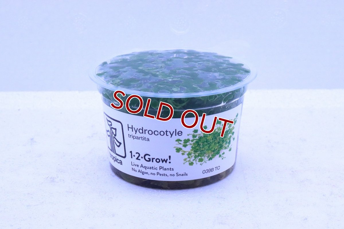 画像1: 【通販 水草】組織培養 オーストラリアン ヒドロコティレ(無農薬)【1カップ サンプル画像】（前景草)（生体）（熱帯魚） (1)