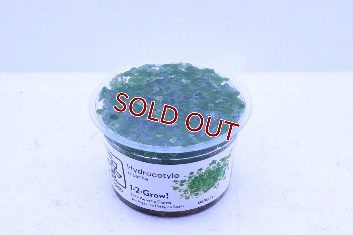 画像2: 【通販 水草】組織培養 オーストラリアン ヒドロコティレ(無農薬)【1カップ サンプル画像】（前景草)（生体）（熱帯魚） (2)
