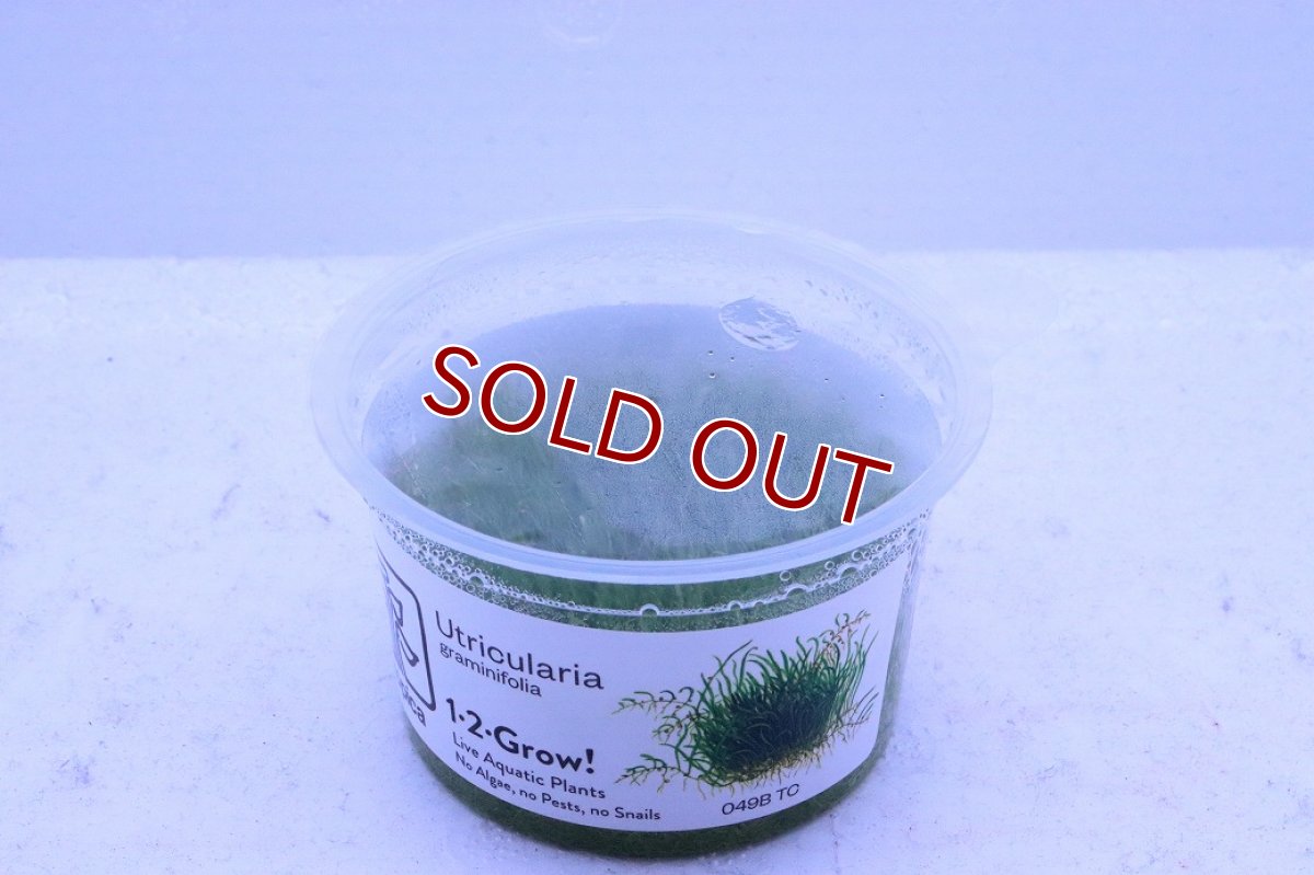 画像2: 【通販 水草】組織培養 ウォーターローン(無農薬)【1カップ サンプル画像】（前景草)（生体）（熱帯魚） (2)