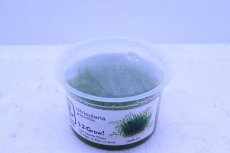 画像2: 【通販 水草】組織培養 ウォーターローン(無農薬)【1カップ サンプル画像】（前景草)（生体）（熱帯魚） (2)