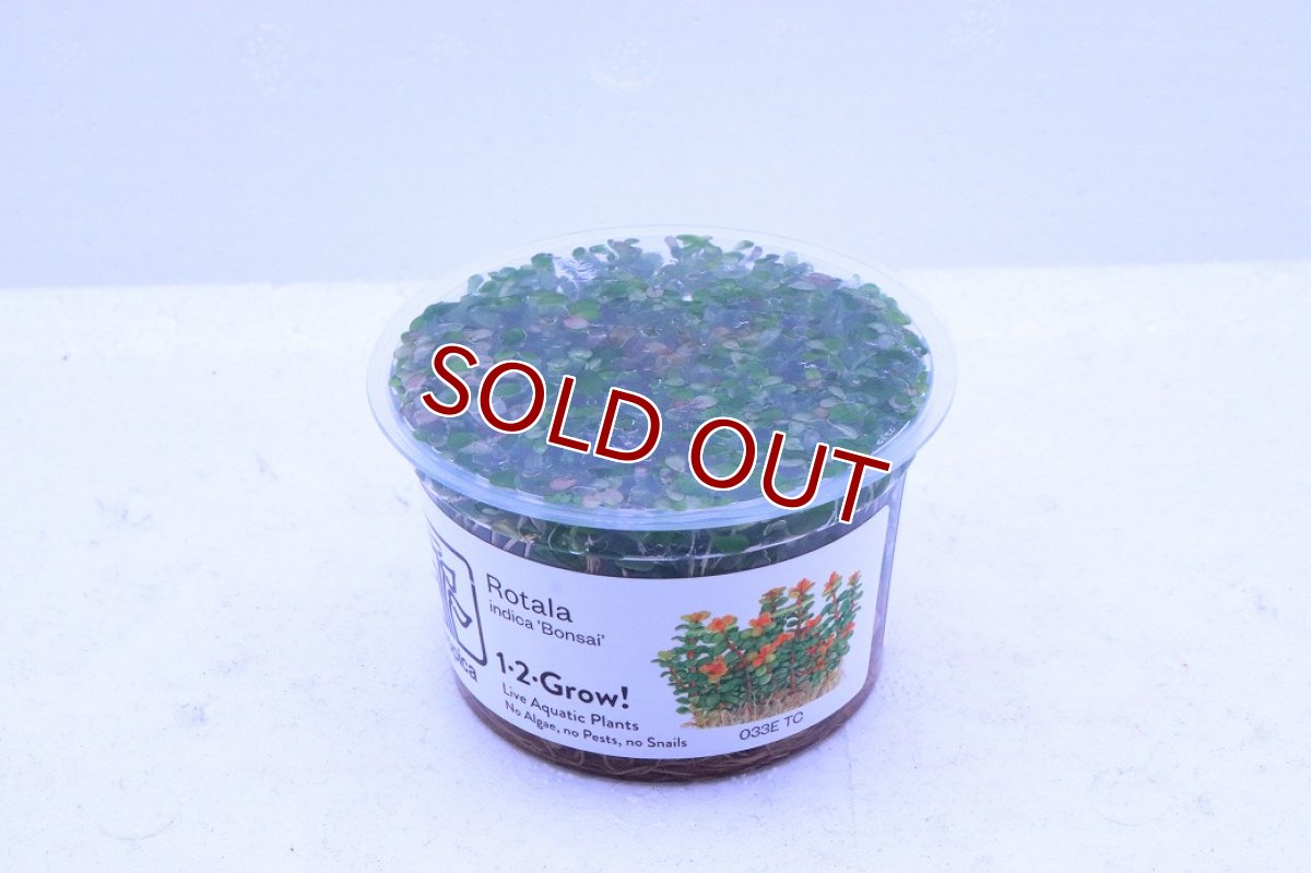 画像2: 【通販 水草】組織培養 ロタラ ボンサイ(無農薬)【1カップ サンプル画像】（中景草)（生体）（熱帯魚） (2)