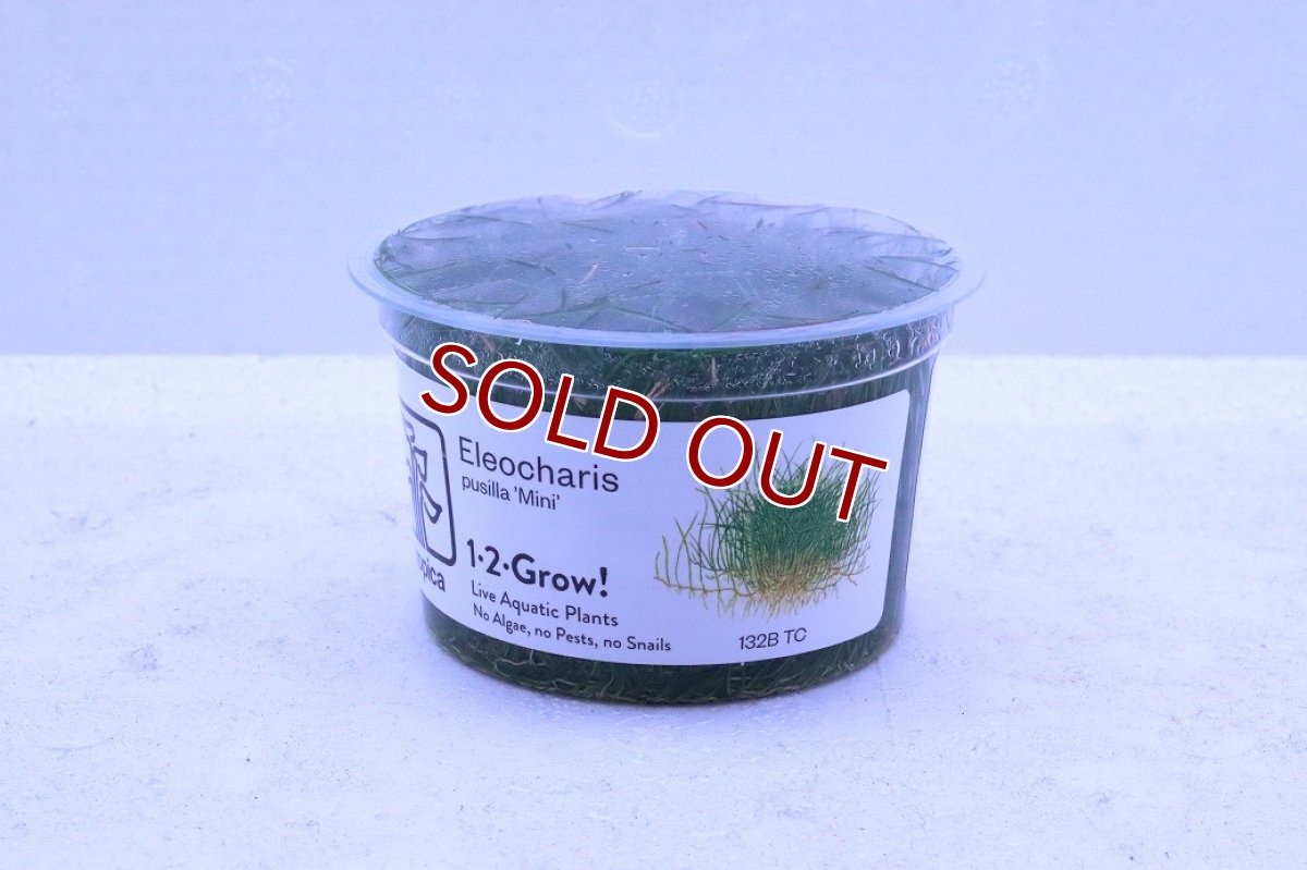 画像1: 【通販 水草】組織培養 ショートヘアーグラス(無農薬)【1カップ サンプル画像】（前景草)（生体）（熱帯魚） (1)