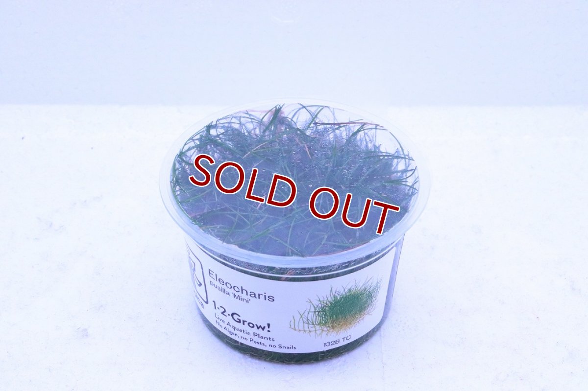 画像2: 【通販 水草】組織培養 ショートヘアーグラス(無農薬)【1カップ サンプル画像】（前景草)（生体）（熱帯魚） (2)