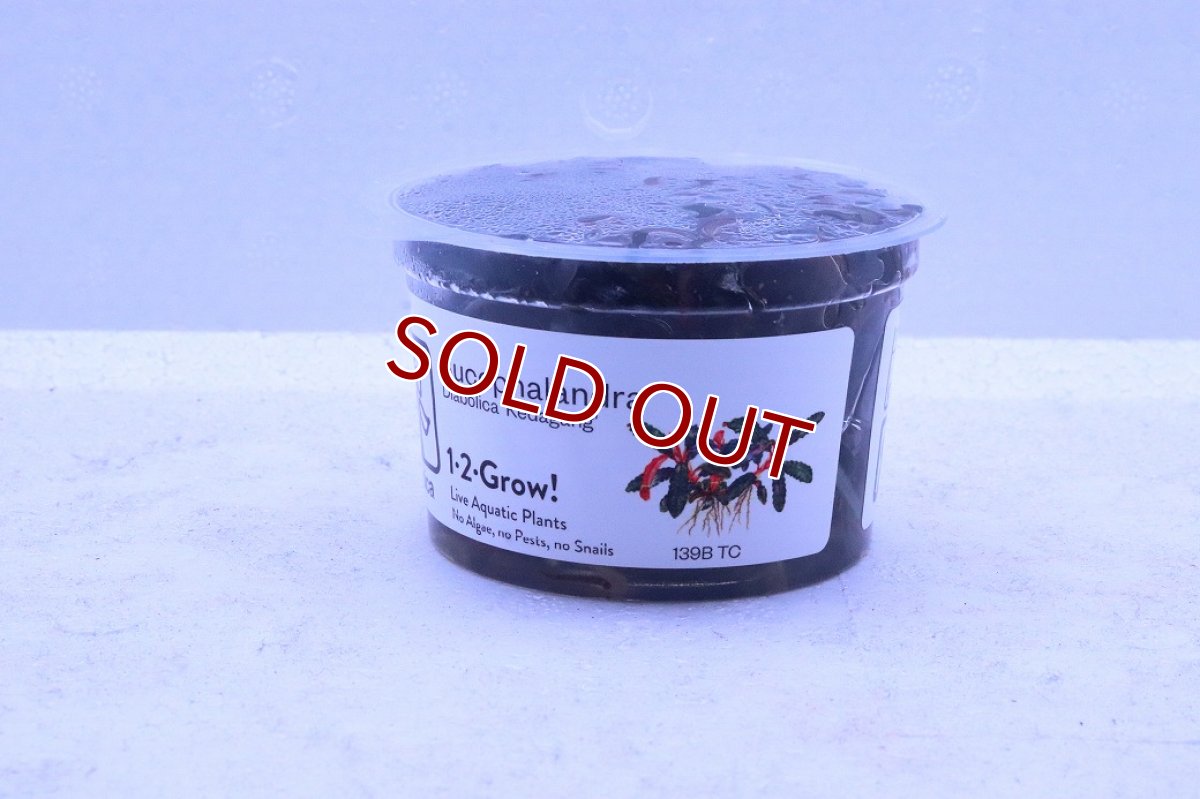 画像1: 【通販 水草】組織培養 トロピカ社 ブセファランドラ sp クダガン(無農薬)【1カップ サンプル画像】（陰性水草)（生体）（熱帯魚） (1)