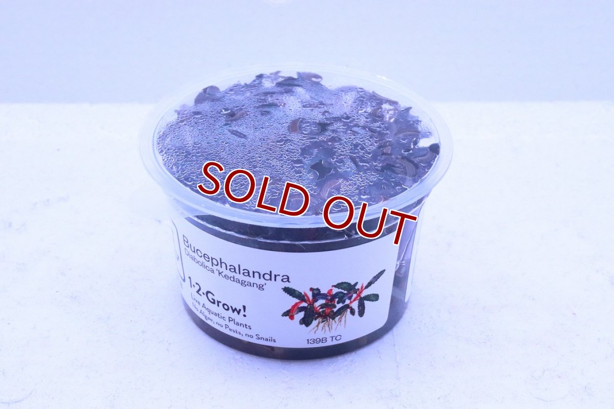 画像2: 【通販 水草】組織培養 トロピカ社 ブセファランドラ sp クダガン(無農薬)【1カップ サンプル画像】（陰性水草)（生体）（熱帯魚） (2)