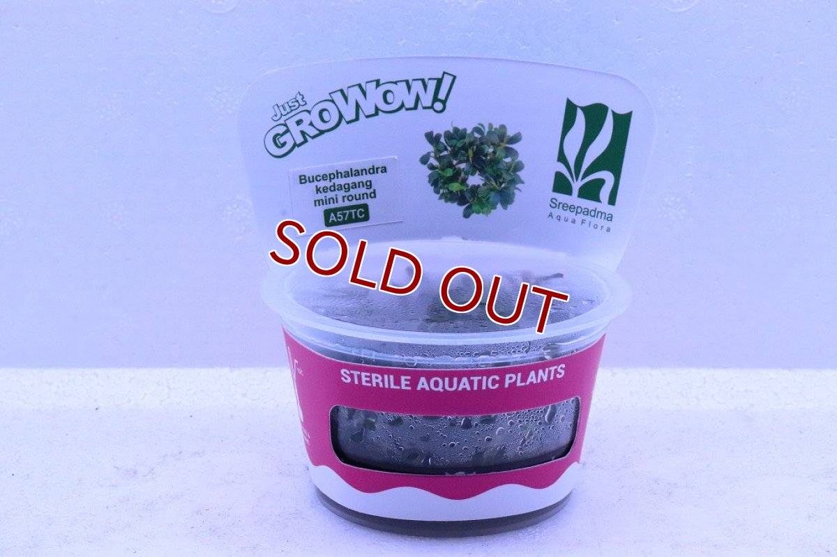 画像1: 【通販 水草】組織培養 ブセファランドラ sp クダガンミニラウンド(無農薬)【1カップ サンプル画像】（陰性水草)（生体）（熱帯魚） (1)