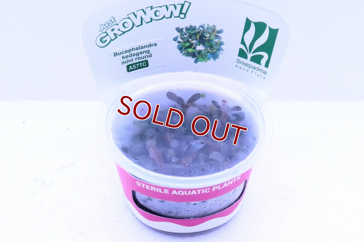 画像2: 【通販 水草】組織培養 ブセファランドラ sp クダガンミニラウンド(無農薬)【1カップ サンプル画像】（陰性水草)（生体）（熱帯魚） (2)