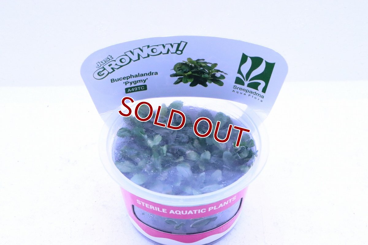 画像2: 【通販 水草】組織培養 ブセファランドラ sp ピグミー(無農薬)【1カップ サンプル画像】（陰性水草)（生体）（熱帯魚） (2)