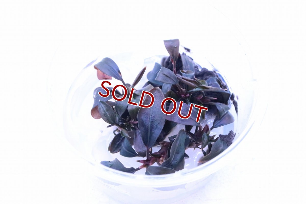 画像2: 【通販 水草】組織培養 ブセファランドラ sp ブラウニーゴースト(無農薬)【1カップ サンプル画像】（陰性水草)（生体）（熱帯魚） (2)