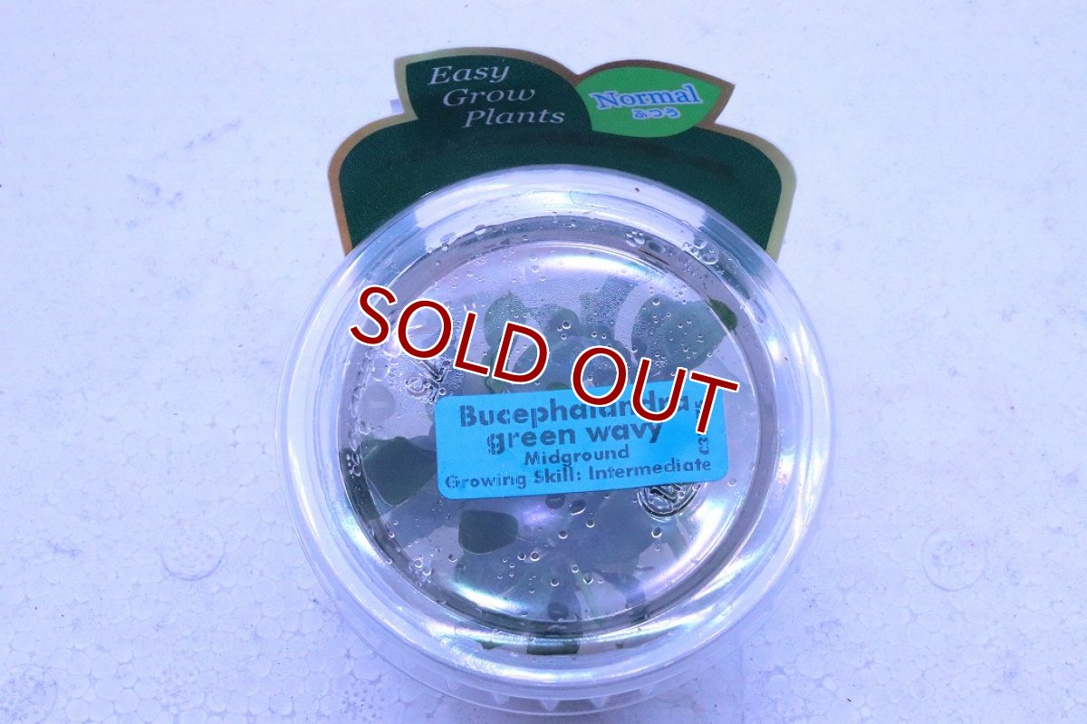 画像1: 【決算セール クーポンご利用で更に10％OFF対象商品】【通販 水草】組織培養 ブセファランドラ sp グリーンウェーヴィ(無農薬)【1カップ サンプル画像】（陰性水草)（生体）（熱帯魚） (1)