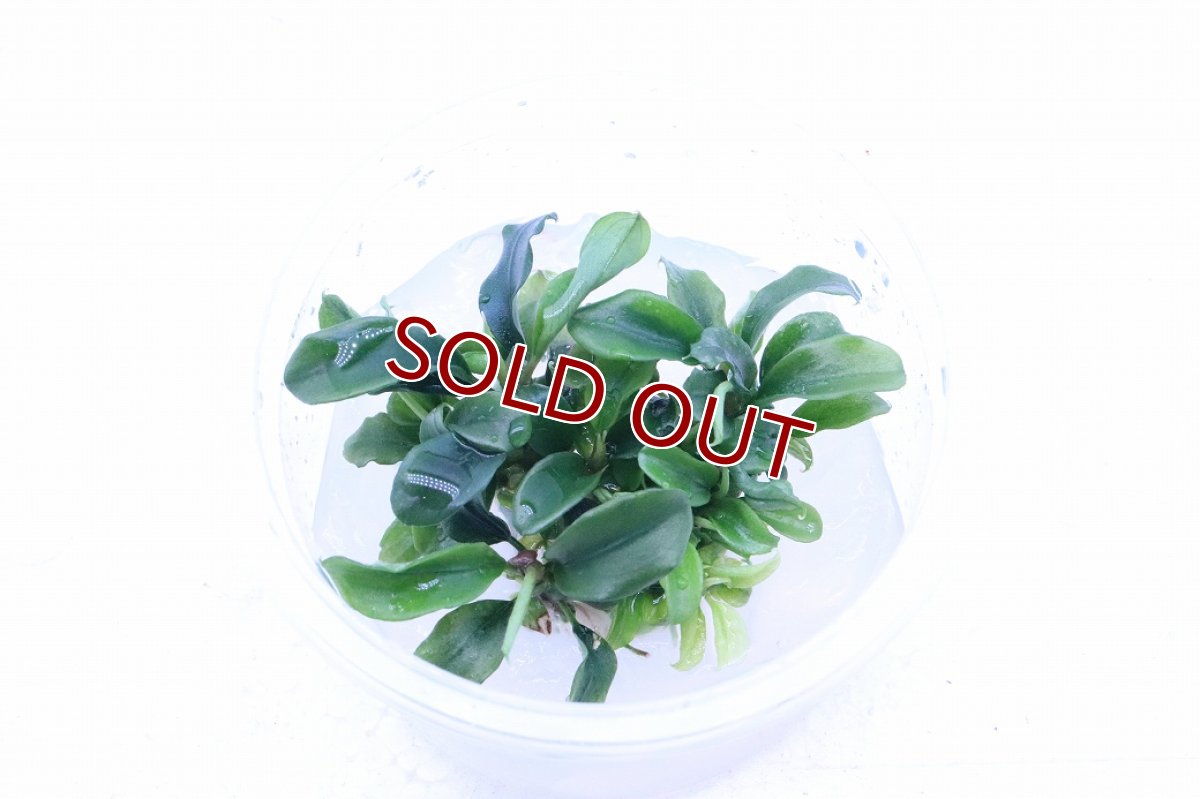 画像2: 【決算セール クーポンご利用で更に10％OFF対象商品】【通販 水草】組織培養 ブセファランドラ sp グリーンウェーヴィ(無農薬)【1カップ サンプル画像】（陰性水草)（生体）（熱帯魚） (2)