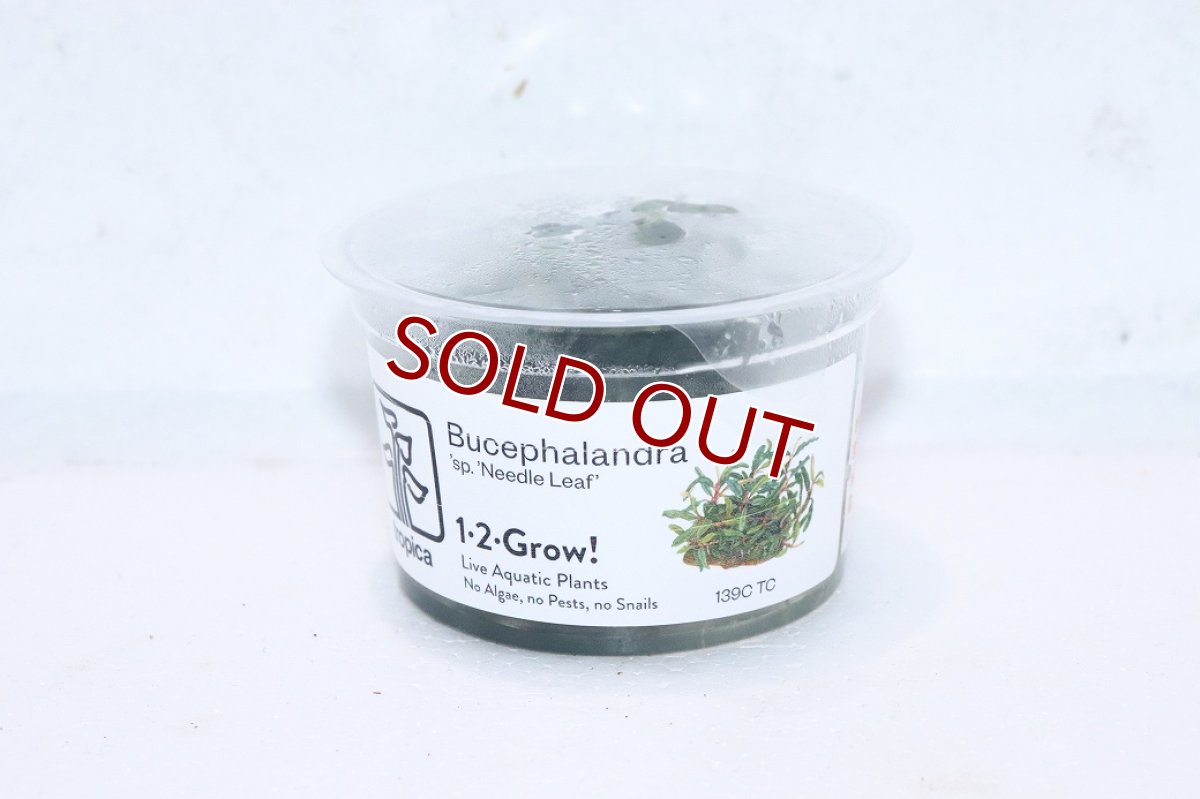 画像1: 【10%OFF対象商品30周年セール】【通販 水草】組織培養 トロピカ社 ブセファランドラ sp ニードルリーフ(無農薬)【1カップ サンプル画像】（生体）（熱帯魚） (1)