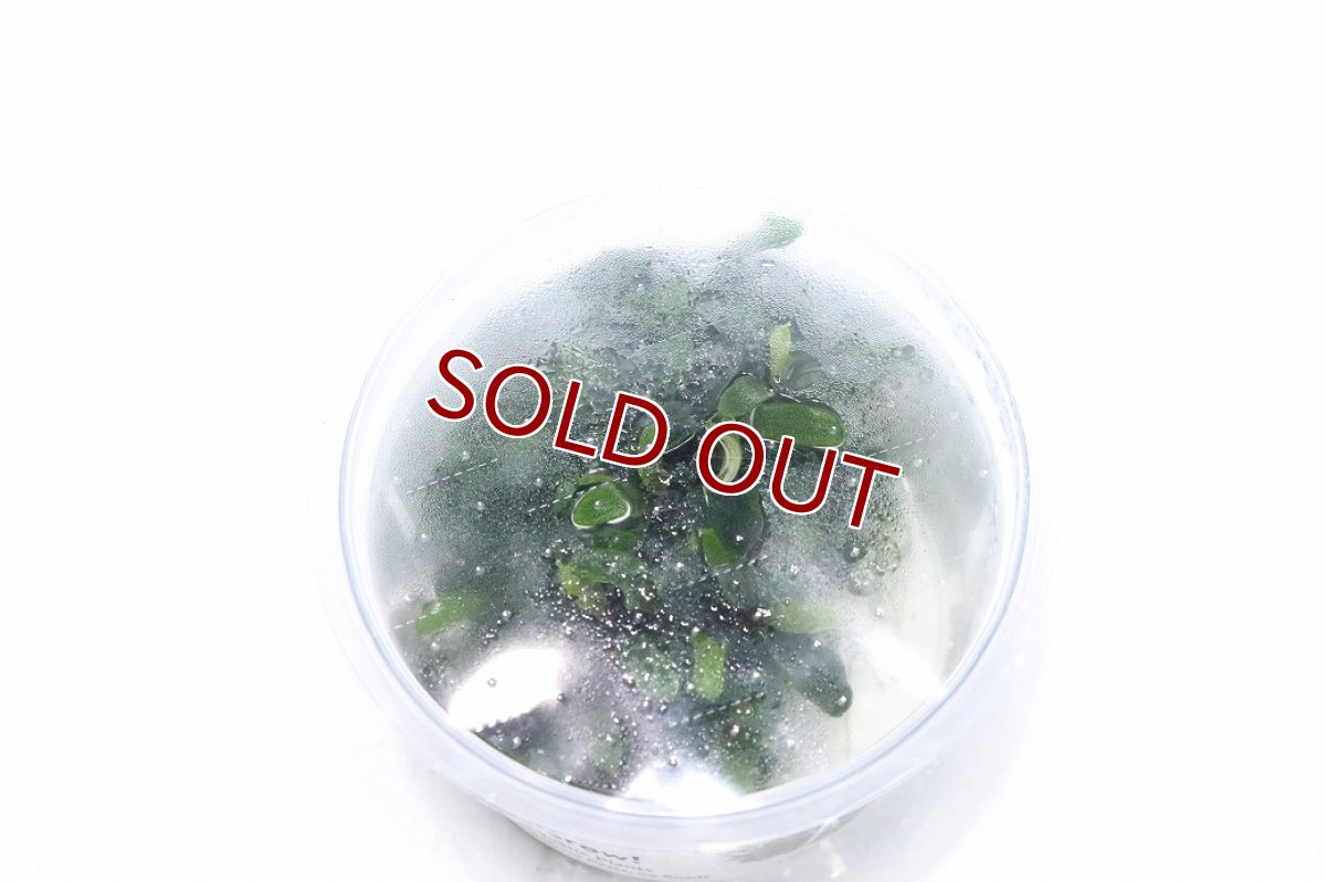 画像2: 【10%OFF対象商品30周年セール】【通販 水草】組織培養 トロピカ社 ブセファランドラ sp ニードルリーフ(無農薬)【1カップ サンプル画像】（生体）（熱帯魚） (2)