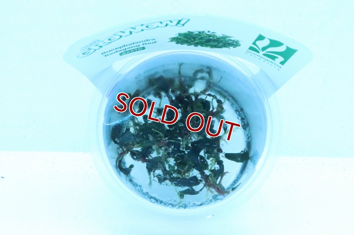 画像2: 【通販 水草】(組織培養)ブセファランドラ sp クダガン レッド(無農薬)【1カップ サンプル画像】（陰性水草)（生体）（熱帯魚） (2)