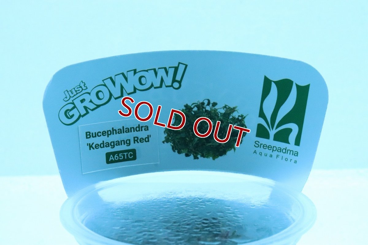 画像3: 【通販 水草】(組織培養)ブセファランドラ sp クダガン レッド(無農薬)【1カップ サンプル画像】（陰性水草)（生体）（熱帯魚） (3)