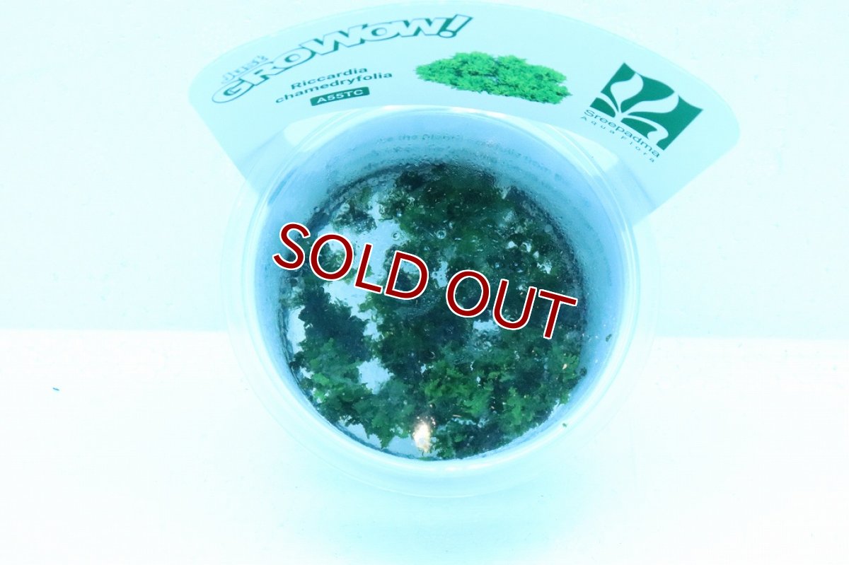 画像2: 【通販 水草】(組織培養)プレミアムモス(プレモス)(無農薬)【1カップ サンプル画像】（陰性水草)（生体）（熱帯魚） (2)