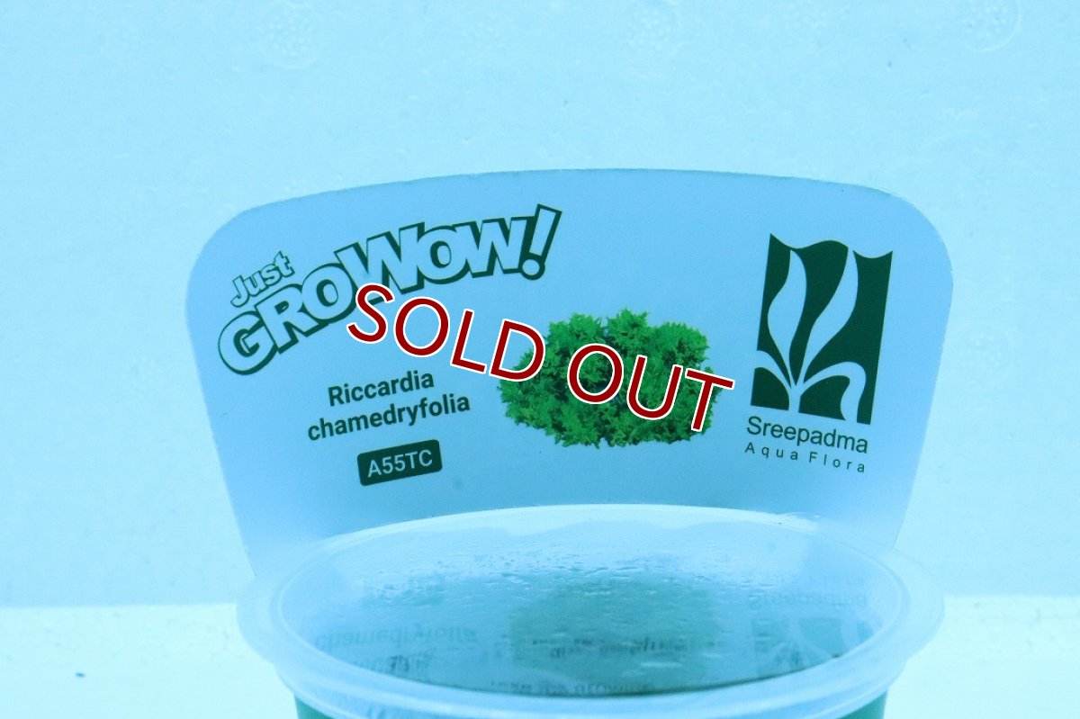 画像3: 【通販 水草】(組織培養)プレミアムモス(プレモス)(無農薬)【1カップ サンプル画像】（陰性水草)（生体）（熱帯魚） (3)