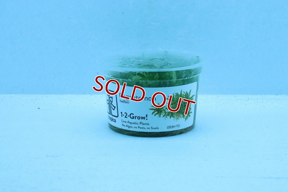 画像1: 【通販 水草】(組織培養)ポゴステモン ヘルフェリー(無農薬)【1カップ サンプル画像】（中景草)（生体）（熱帯魚） (1)