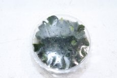 画像2: 【通販 水草】組織培養 トロピカ社 ブセファランドラ ピグマエニア(無農薬)【1カップ サンプル画像】（陰性水草)（生体）（熱帯魚） (2)