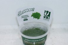 画像1: 【通販 水草】組織培養 GROWOW キューバパールグラス(無農薬)【1カップ サンプル画像】（前景草)（生体）（熱帯魚） (1)