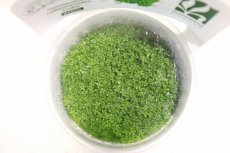 画像2: 【通販 水草】組織培養 GROWOW キューバパールグラス(無農薬)【1カップ サンプル画像】（前景草)（生体）（熱帯魚） (2)