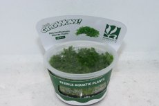 画像1: 【通販 水草】組織培養 GROWOW ニューラージパールグラス(無農薬)【1カップ サンプル画像】（前景草)（生体）（熱帯魚） (1)
