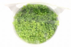 画像2: 【通販 水草】組織培養 GROWOW ニューラージパールグラス(無農薬)【1カップ サンプル画像】（前景草)（生体）（熱帯魚） (2)