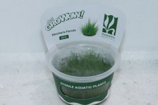 画像1: 【通販 水草】組織培養 GROWOW ショートヘアーグラス(無農薬)【1カップ サンプル画像】（前景草)（生体）（熱帯魚） (1)