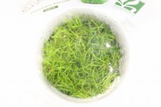 画像2: 【通販 水草】組織培養 GROWOW ショートヘアーグラス(無農薬)【1カップ サンプル画像】（前景草)（生体）（熱帯魚） (2)