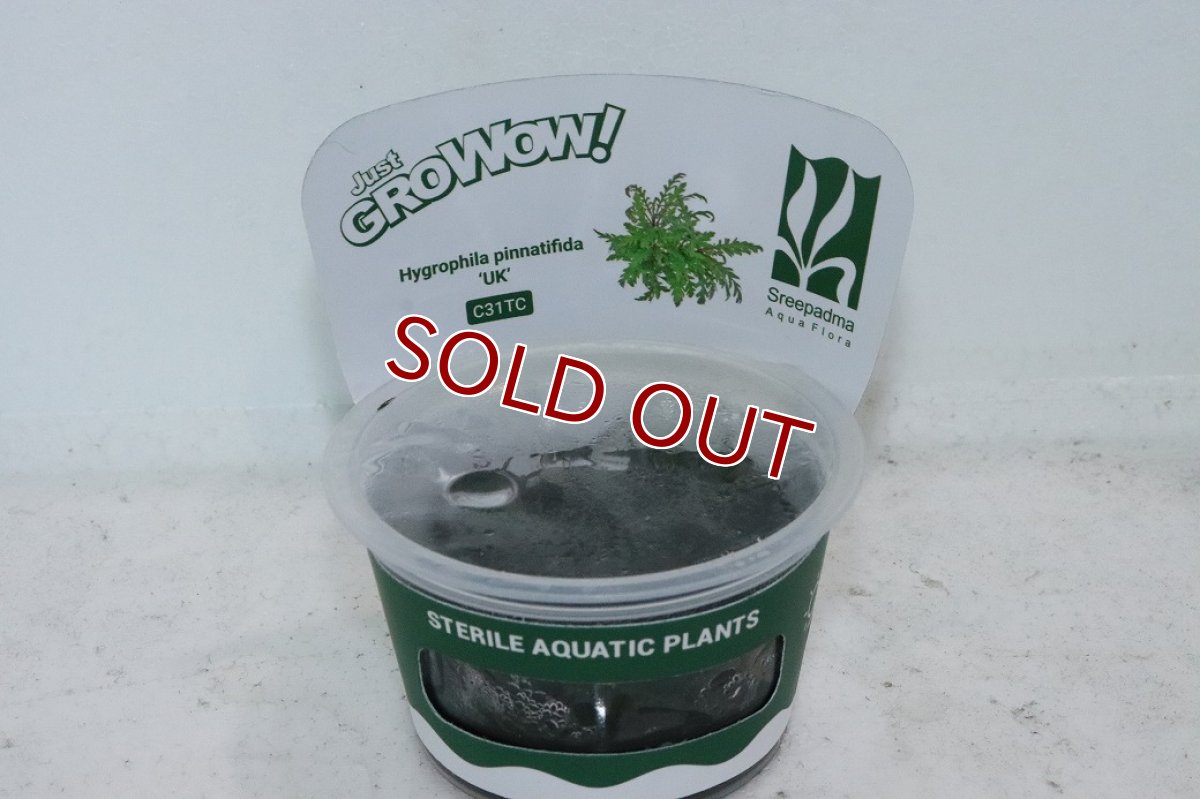 画像1: 【通販 水草】組織培養 GROWOW ハイグロフィラ ピンナティフィダ UK(無農薬)【1カップ サンプル画像】（活着)（生体）（熱帯魚） (1)