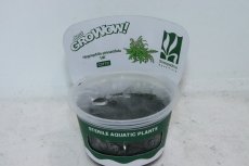 画像1: 【通販 水草】組織培養 GROWOW ハイグロフィラ ピンナティフィダ UK(無農薬)【1カップ サンプル画像】（活着)（生体）（熱帯魚） (1)