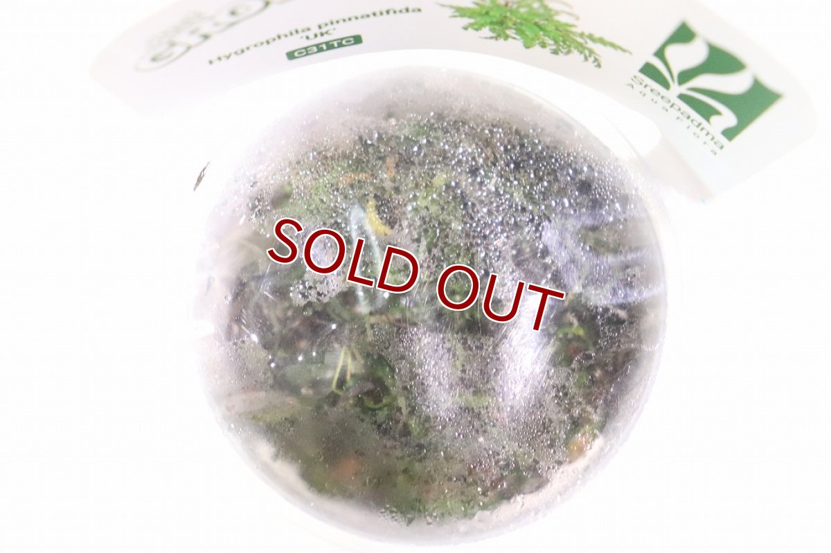 画像2: 【通販 水草】組織培養 GROWOW ハイグロフィラ ピンナティフィダ UK(無農薬)【1カップ サンプル画像】（活着)（生体）（熱帯魚） (2)