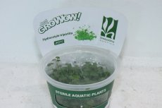 画像1: 【通販 水草】組織培養 GROWOW ヒドロコティレ(無農薬)【1カップ サンプル画像】（前景草)（生体）（熱帯魚） (1)