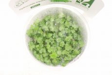 画像2: 【通販 水草】組織培養 GROWOW ヒドロコティレ(無農薬)【1カップ サンプル画像】（前景草)（生体）（熱帯魚） (2)
