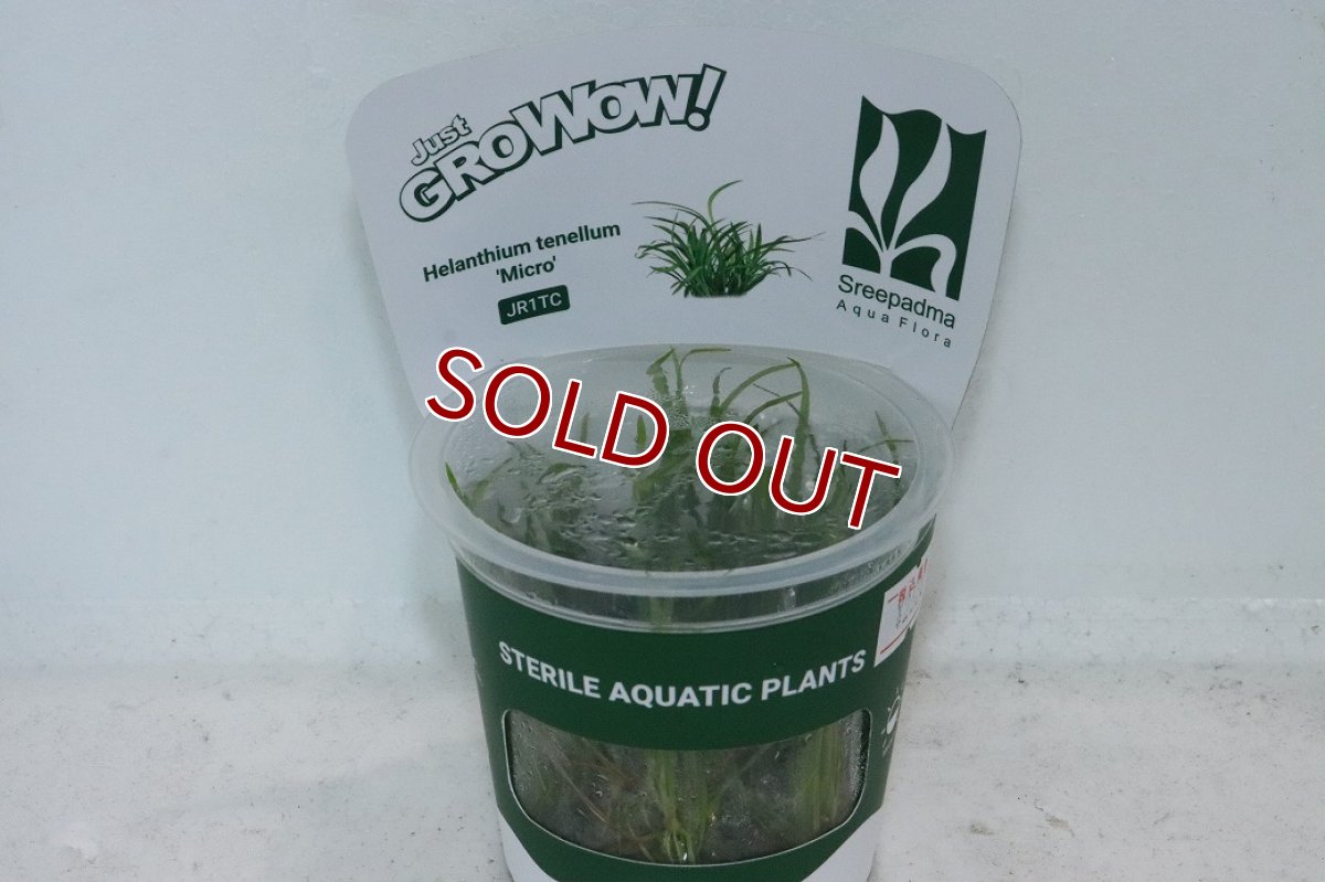 画像1: 【通販 水草】組織培養 GROWOW エキノドルス テネルス ミクロ(無農薬)【1カップ サンプル画像】（前景草)（生体）（熱帯魚） (1)